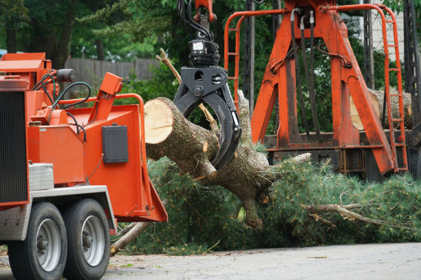 Best Emergency Tree Service  in Rockdale, IL